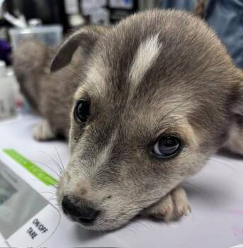Daenerys -  Australian Cattle Dog Blue Heeler Dog for Adoption in Allegan, Michigan - Daenerys | PetCurious