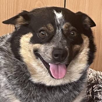 Bitzy -  Mixed Breed Dog for Adoption in Walker, Michigan - Bitzy | PetCurious
