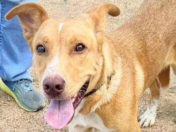 Hardy -  Mixed Breed Dog for Adoption in Georgetown, Texas - Hardy | PetCurious