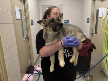 Cinderella -  Shepherd and Mixed Breed Dog for Adoption in Fishers, Indiana - Cinderella | PetCurious