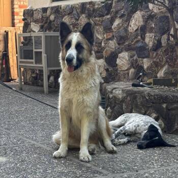 Tex -  Anatolian Shepherd and Great Pyrenees Dog for Adoption in Sacramento, California - Tex | PetCurious