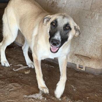 Zizi -  Anatolian Shepherd Dog for Adoption - Zizi | PetCurious