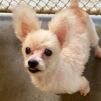 Cindy Lou Who -  Maltese and Chihuahua Dog for Adoption in Eaton, Ohio - Cindy Lou Who | PetCurious