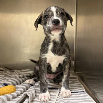 Lacey 22533 -  Mountain Cur and Mixed Breed Dog for Adoption in Cumming, Georgia - Lacey 22533 | PetCurious
