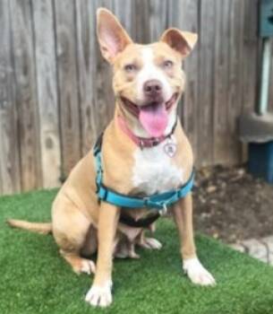 Rescue Pit Bull Terrier and Mixed Breed Dogs for Adoption in Morristown, New Jersey - Pita Chip | PetCurious