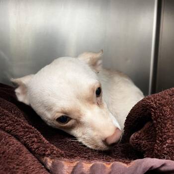 Lace -  Chihuahua Dog for Adoption in Lakeland, Florida - Lace | PetCurious