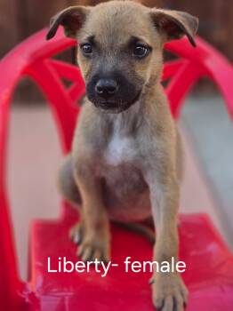 Liberty -  Belgian Shepherd Malinois and Mixed Breed Dog for Adoption in Tracy, California - Liberty | PetCurious