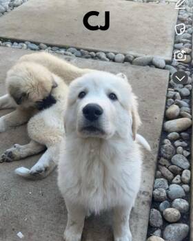 Anatolian Shepherd and Great Pyrenees Dogs Available for Adoption - CJ | PetCurious