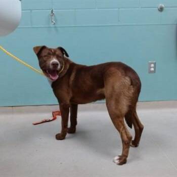 Scooby -  Pit Bull Terrier Dog for Adoption in Incline Village, Nevada - Scooby | PetCurious