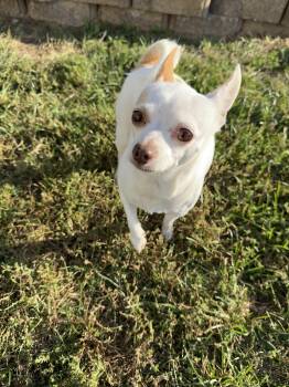 Rescue Chihuahua Dogs for Adoption in Brazil, Indiana - Wheezer | PetCurious