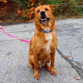 Baxton -  Mixed Breed Dog for Adoption in Warwick, Rhode Island - Baxton | PetCurious