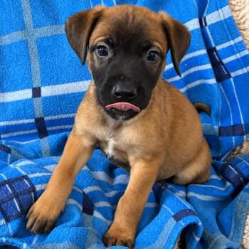 Gunner -  Shepherd and Mixed Breed Dog for Adoption in Fort Collins, Colorado - Gunner | PetCurious