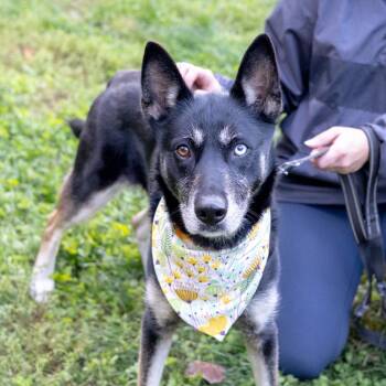 Rescue Husky and Border Collie Dogs for Adoption in West Grove, Pennsylvania - Demi (Female)   Avail 10/18 | PetCurious