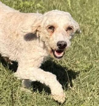 Rescue Goldendoodle Dogs for Adoption in Neosho, Missouri - London | PetCurious
