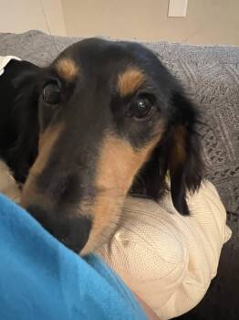 Oscar -  Miniature Dachshund Dog for Adoption in Cookeville, Tennessee - Oscar | PetCurious