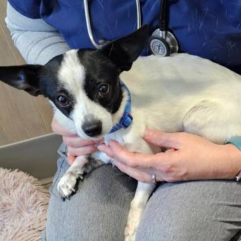 Snoopy -  Chihuahua Dog for Adoption in Middletown, New York - Snoopy | PetCurious