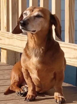 Rescue Dachshund Dogs for Adoption in Tappahannock, Virginia - Oskar | PetCurious