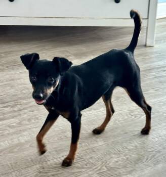Miniature Pinscher Dogs Available for Adoption - Sophia | PetCurious