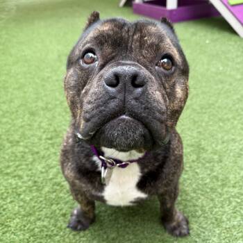 Rescue Pit Bull Terrier Dogs for Adoption in Los Angeles, California - Chuckles | PetCurious