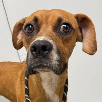 Moondust -  Boxer and Mixed Breed Dog for Adoption in Abilene, Texas - Moondust | PetCurious