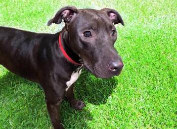SAGE -  Pit Bull Terrier Dog for Adoption in Fort Lauderdale, Florida - SAGE | PetCurious