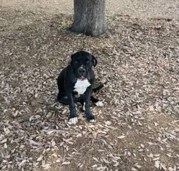 Ferdinand -  Great Dane and Mixed Breed Dog for Adoption in Fresno, California - Ferdinand | PetCurious