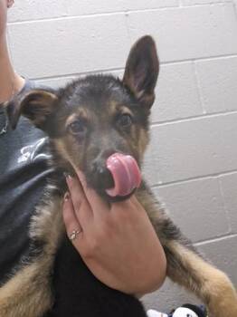 Sgt Pepper -  German Shepherd Dog Dog for Adoption in Sacramento, California - Sgt Pepper | PetCurious