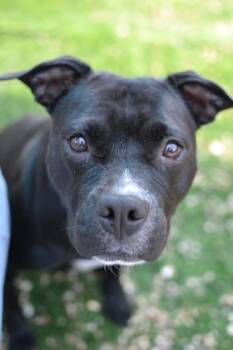 Smiley Cyrus -  Mixed Breed Dog for Adoption in New Orleans, Louisiana - Smiley Cyrus | PetCurious