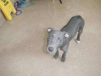 SUNFLOWER -  Pit Bull Terrier Dog for Adoption in San Jose, California - SUNFLOWER | PetCurious