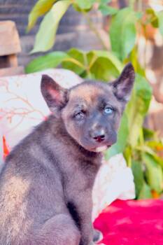 Ophelia -  Siberian Husky Dog for Adoption in San Diego, California - Ophelia | PetCurious