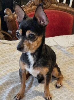 Sadie -  Chihuahua Dog for Adoption in Los Angeles, California - Sadie | PetCurious