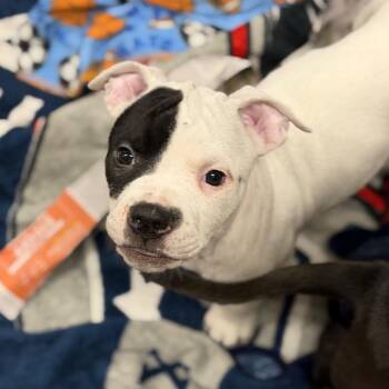 Mixed Breed Dogs Available for Adoption - Spot | PetCurious