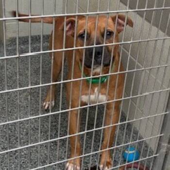 Rescue Mixed Breed Dogs for Adoption in Jeffersonville, Indiana - Gohan | PetCurious