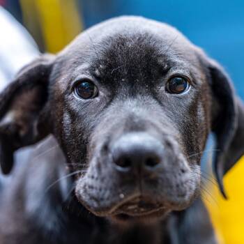 Cane Corso and Mixed Breed Dogs Available for Adoption - Brennan Huff | PetCurious