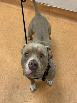 BEAMER -  American Bulldog and Mixed Breed Dog for Adoption in Martinez, California - BEAMER | PetCurious