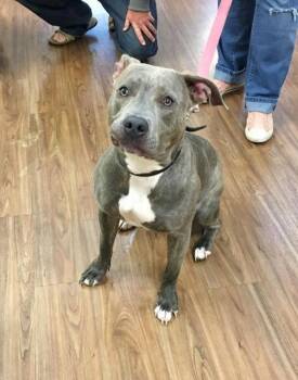 Rescue Pit Bull Terrier Dogs for Adoption in Christiansburg, Virginia - Calli | PetCurious