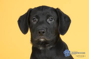 Rescue Labrador Retriever Dogs for Adoption in Winnipeg, Manitoba - Toro | PetCurious