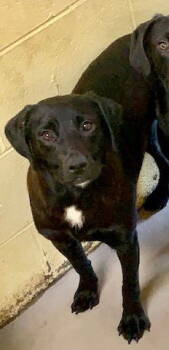 Rescue Black Labrador Retriever Dogs for Adoption in Crossville, Tennessee - SPENCER | PetCurious
