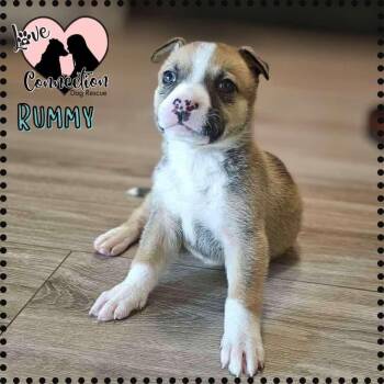 Rescue Pit Bull Terrier Dogs for Adoption in Gilbert, Arizona - Rummy | PetCurious