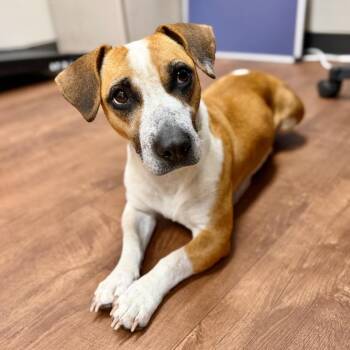 Mixed Breed Dogs Available for Adoption - Maybelline | PetCurious