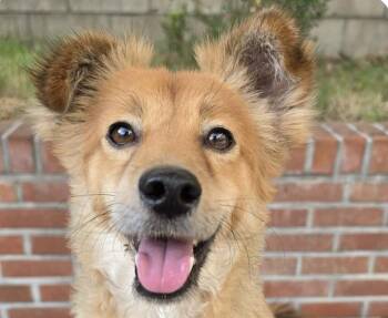 Kai -  Jindo Dog for Adoption in San Ramon, California - Kai | PetCurious