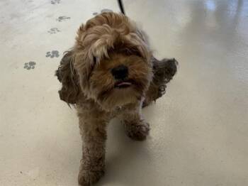 Poodle and Mixed Breed Dogs Available for Adoption in Santa Cruz, California - REINA | PetCurious