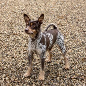 Sundae -  Mixed Breed Dog for Adoption in Hopkinton, Massachusetts - Sundae | PetCurious