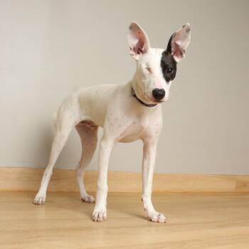 Peek D68952 -  Rat Terrier and Mixed Breed Dog for Adoption in Minnetonka, Minnesota - Peek D68952 | PetCurious