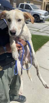 Bear -  Shepherd and Pit Bull Terrier Dog for Adoption in Victorville, California - Bear | PetCurious