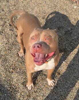 BOLT -  American Bully Dog for Adoption in Rochester, Indiana - BOLT | PetCurious