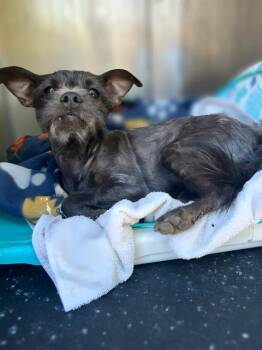 Terrier Dogs Available for Adoption in San Antonio, Texas - BARTOK THE MAGNIFICENT | PetCurious