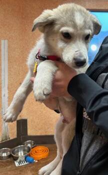 Rescue Husky Dogs for Adoption in Stanwood, Washington - John Cena | PetCurious