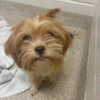 Sissy -  Mixed Breed Dog for Adoption in Horn Lake, Mississippi - Sissy | PetCurious