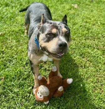 Swan Princess (5 Years Old) -  Pit Bull Terrier Dog for Adoption in Albany, New York - Swan Princess (5 Years Old) | PetCurious